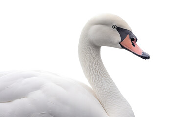 Fototapeta premium Elegant swan PNG with graceful neck curve and majestic feathers isolated on transparent background for nature-themed design projects and artistic creations