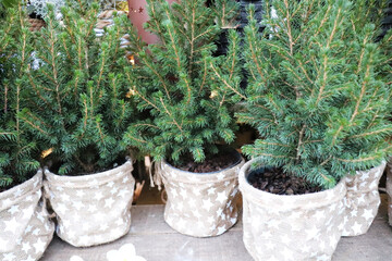 Christmas trees in pots for sale