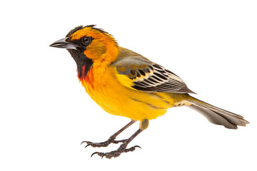 Obraz premium Detailed close-up of a colorful weaverbird perched standing, isolated on a transparent background, ideal for nature and wildlife-themed designs or educational purposes.