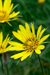 Östlicher Wiesen-Bocksbart // Eastern meadow salsify (Tragopogon pratensis subsp. orientalis) - Blidinje Nationalpark, Bosnien-Herzegowina