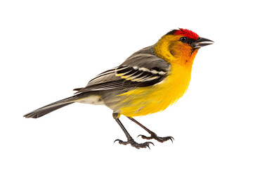 Detailed close-up of a colorful weaverbird perched standing, isolated on a transparent background, ideal for nature and wildlife-themed designs or educational purposes.