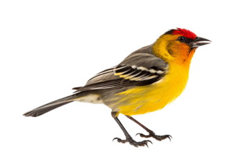 Detailed close-up of a colorful weaverbird perched standing, isolated on a transparent background, ideal for nature and wildlife-themed designs or educational purposes.
