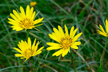Eastern meadow salsify // Östlicher Wiesen-Bocksbart (Tragopogon pratensis subsp. orientalis) -...