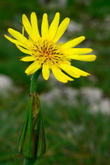 Östlicher Wiesen-Bocksbart // Eastern meadow salsify (Tragopogon pratensis subsp. orientalis) -...