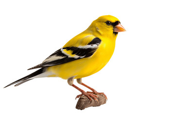 Fototapeta premium Elegant goldfinch isolated on transparent background for ornithology and nature-themed design projects