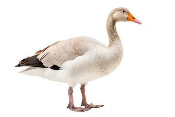 Goose PNG isolated on transparent background with detailed feathers and natural posture, ideal for wildlife-themed designs and educational projects