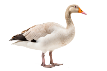 Goose PNG isolated on transparent background with detailed feathers and natural posture, ideal for wildlife-themed designs and educational projects