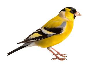 Obraz premium Elegant goldfinch isolated on transparent background for ornithology and nature-themed design projects