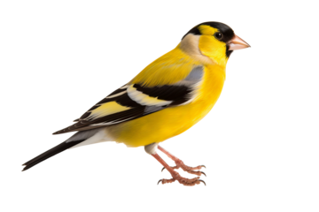 Elegant goldfinch isolated on transparent background for ornithology and nature-themed design projects