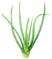 Aloe vera plant or seedling isolated on white background. File contains clipping path.