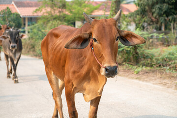 Meat cow group walking on rural road