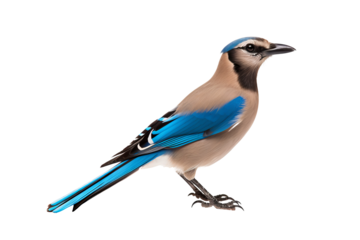 Modern jay bird illustration isolated on transparent background for nature and wildlife digital design projects