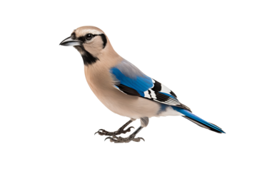 Modern jay bird illustration isolated on transparent background for nature and wildlife digital design projects