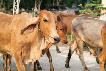 Meat cow group walking on rural road