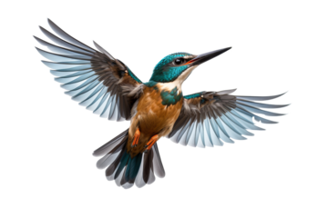 Colorful kingfisher bird in mid-flight isolated on transparent background with detailed feathers and vibrant plumage ideal for nature and wildlife design projects