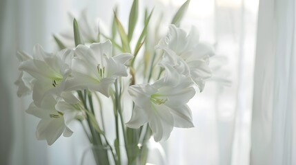 Serene White Lilies in Soft Daylight