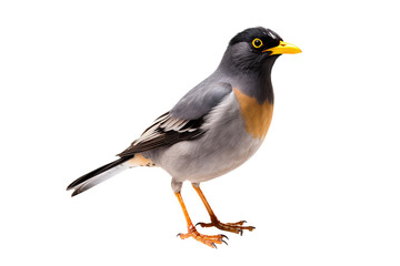 Myna bird with vibrant plumage isolated on transparent background, ideal for nature and wildlife design projects