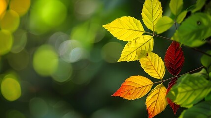 Autumn Leaves Spectrum Natural Light Bokeh