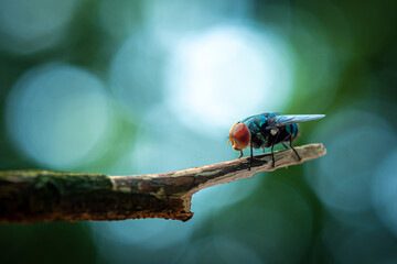 The fly Chrysomya megacephala (housefly) that perched on a tree trunk