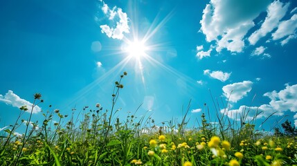 Sunny Day in the Green Meadow with Blue Sky and Clouds