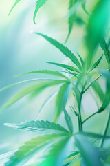 Obraz premium background for a business presentation about legal medical cannabis or marijuana