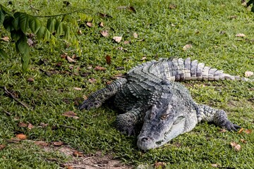 Saltwater crocodile from Thailand, crocodile swimming, Thai crocodile farm