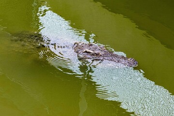 Saltwater crocodile from Thailand, crocodile swimming, Thai crocodile farm