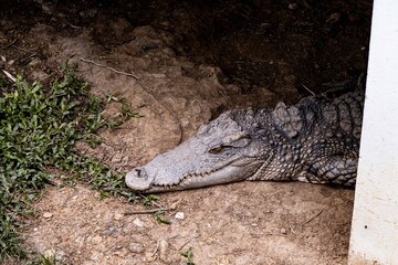 Saltwater crocodile from Thailand, crocodile swimming, Thai crocodile farm