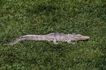 Saltwater crocodile from Thailand, crocodile swimming, Thai crocodile farm