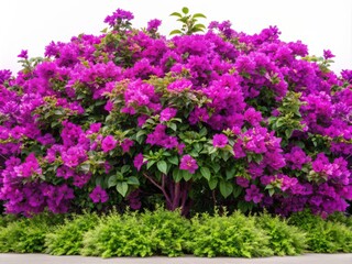Obraz premium Vibrant purple bougainvillea flowers bloom along a lush green leafy horizontal border, surrounded by delicate plants, isolated on a transparent background.