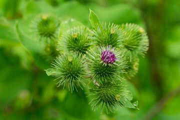 Große Klette (Arctium lappa)