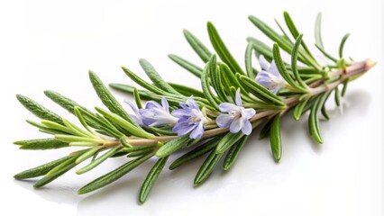 Obraz premium isolated fresh rosemary sprig with delicate pale blue flowers and fragrant needle-like leaves on a white background, perfect for culinary and herbal use representations.