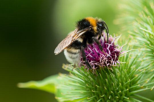 Keusche Kuckuckshummel ( Bombus vestalis ) auf Gro&szlig;er Klette