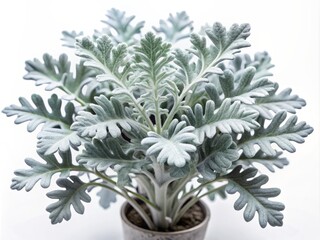 Isolated Dusty Miller Senecio cineraria flower with silver-gray leaves stands out against a clean white background, illuminated by soft, natural light in a minimalist setting.