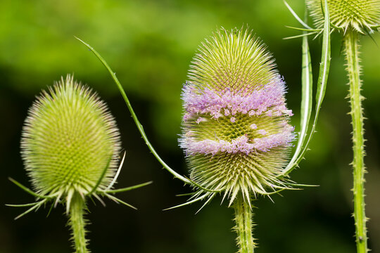 Wilde Karde (Dipsacus fullonum)