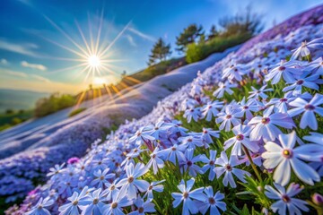 Vibrant blue creeping phlox subulata flowers carpet a scenic hillside, densely packed and blooming in unison, showcasing delicate petals and slender stems in morning light.