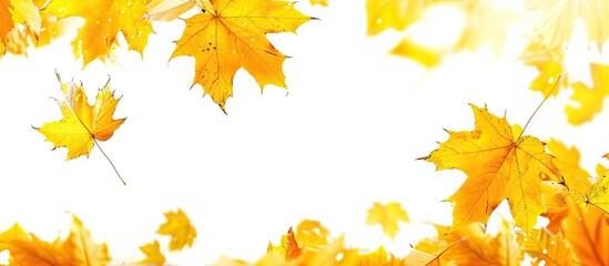 Fototapeta premium Autumn themed backdrop with numerous yellow maple leaves featuring a white background providing room for text in a copy space image