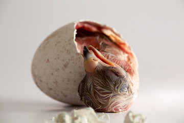 Adler schlüpft aus Ei, weißer Studiohintergrund