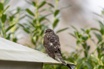 Birds of prey - young Sparrowhawk (Accipiter nisus)