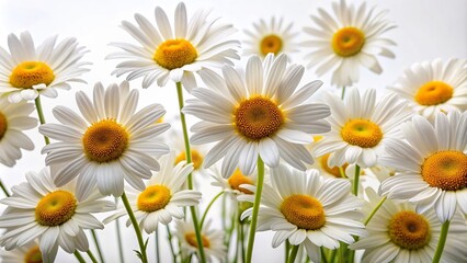 Obraz premium Vibrant white Shasta daisy blooms with yellow centers and delicate petals spread wide, against a crisp white background, showcasing pure simplicity and elegance.