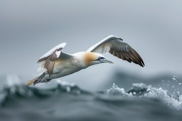 Obraz premium A majestic northern gannet diving into the ocean, with its wings folded back. 