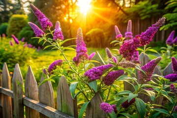 Vibrant purple flowers of a Butterfly Bush bloom in a lush green garden surrounded by rustic wooden fencing and warm summer sunlight.