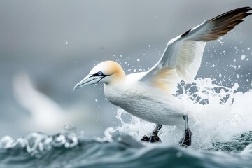 Obraz premium A majestic northern gannet diving into the ocean, with its wings folded back. 