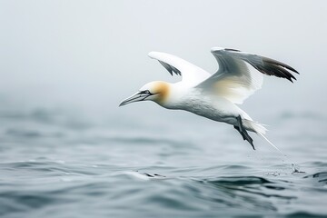 Obraz premium A majestic northern gannet diving into the ocean, with its wings folded back. 