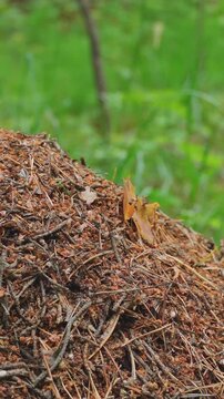 Close-up of a large anthill in the forest. Macro photography of working insects. Ants in the wild. Vertical video, shorts.