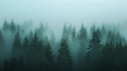 Misty pine forest with dense fog enveloping the evergreen trees, creating a serene and mysterious atmosphere.