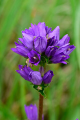 Kn&auml;uel-Glockenblume // Clustered bellflower (Campanula glomerata) - Blidinje Nationalpark, Bosnien-Herzegowina