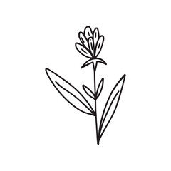hand drawing black line floral isolated on white background. botanical floral