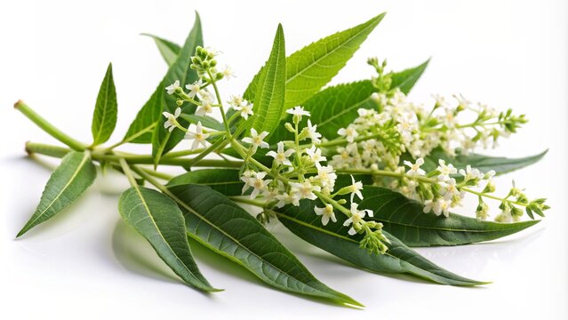 Freshly picked lemon verbena leaves with delicate white flowers surrounded by slender stems, isolated on a transparent background, showcasing its citrusy charm and elegance.