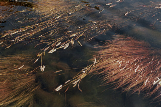 Close up of seaweed